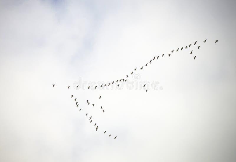 Retorno dos patos imagem de stock royalty free Retorno dos patos imagem de stock royalty free