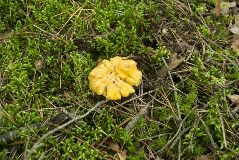 Chanterelles Amarillos Hongos Que Crecen En El Bosque Foto De Archivo