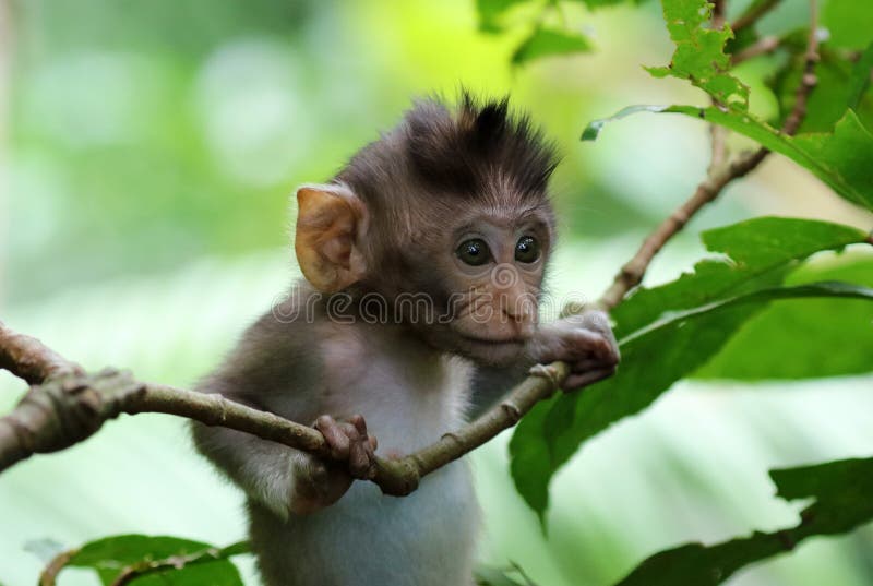 Retrato único Hermoso Del Mono Del Bebé En El Bosque De Los Monos En Bali Indonesia, Animal Salvaje Foto de archivo Imagen de familia, oriente: 133298918