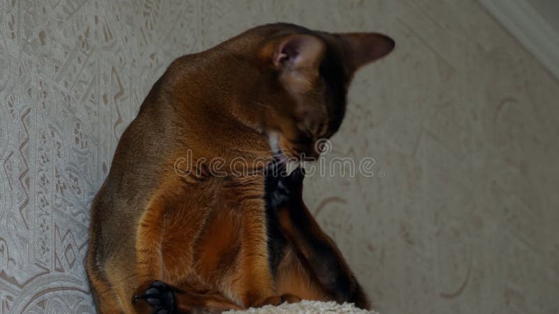 Retrato abisinio del gato