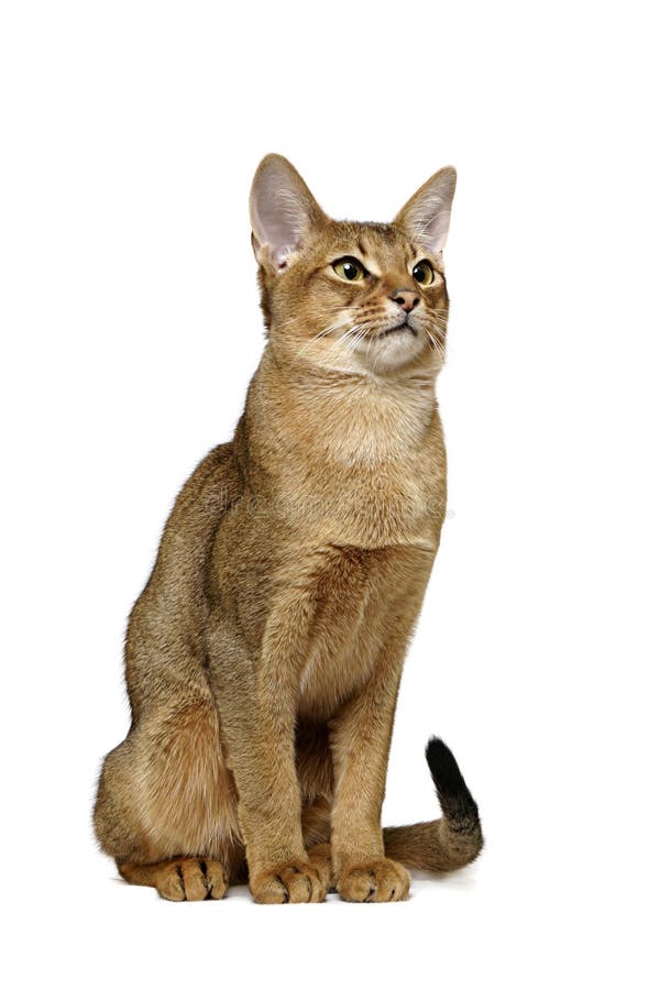 Usual/ruddy Abyssinian male on white background, portrait. Usual/ruddy Abyssinian male on white background, portrait