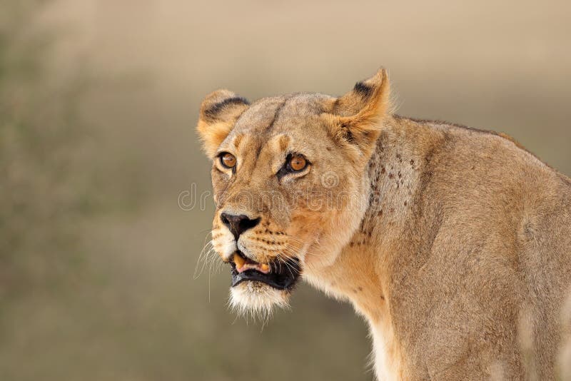 Retrato africano de la leona