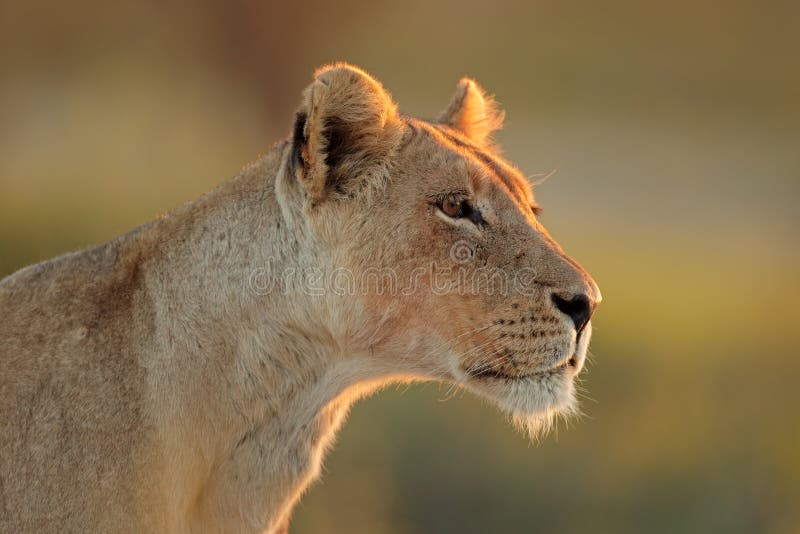 Retrato africano de la leona - desierto de Kalahari