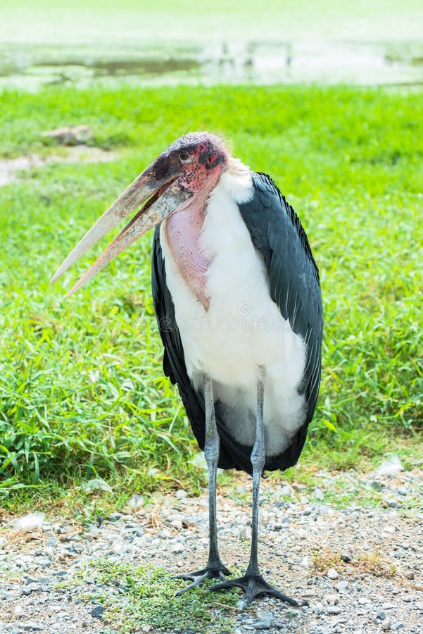 Retrato africano del marabú del pájaro de la cigüeña en hierba verde