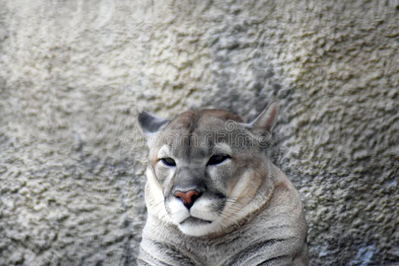 puma gris animal