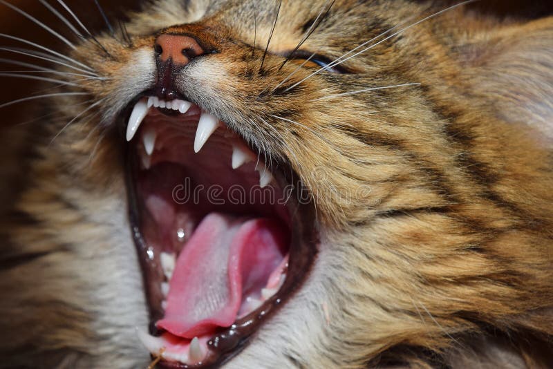 Retrato ascendente cercano del gato nacional que bosteza imágenes de archivo libres de regalías Retrato ascendente cercano del gato nacional que bosteza imágenes de archivo libres de regalías