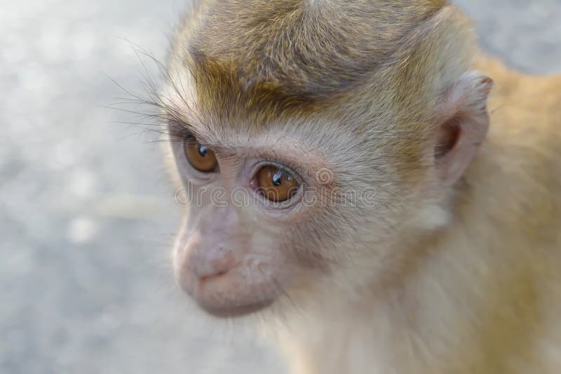 Retrato De Um Jovem Macaco Branco Abrindo a Boca. Imagem de Stock - Imagem  de abertura, cabelo: 192332479