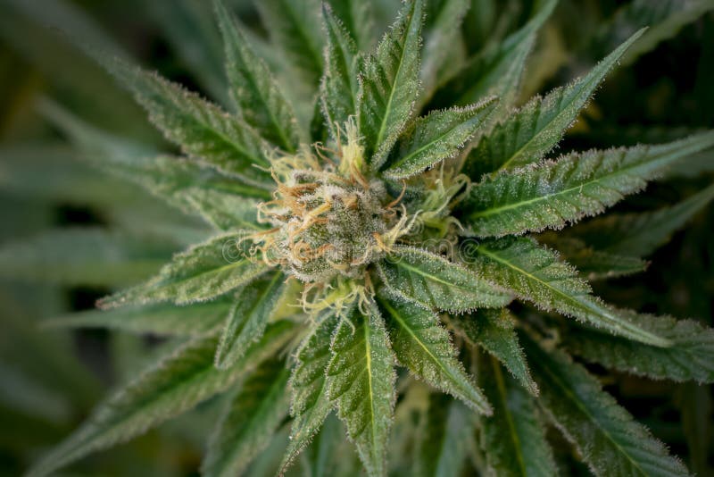 Retrato ascendente próximo da planta do cannabis imagens de stock royalty free Retrato ascendente próximo da planta do cannabis imagens de stock royalty free