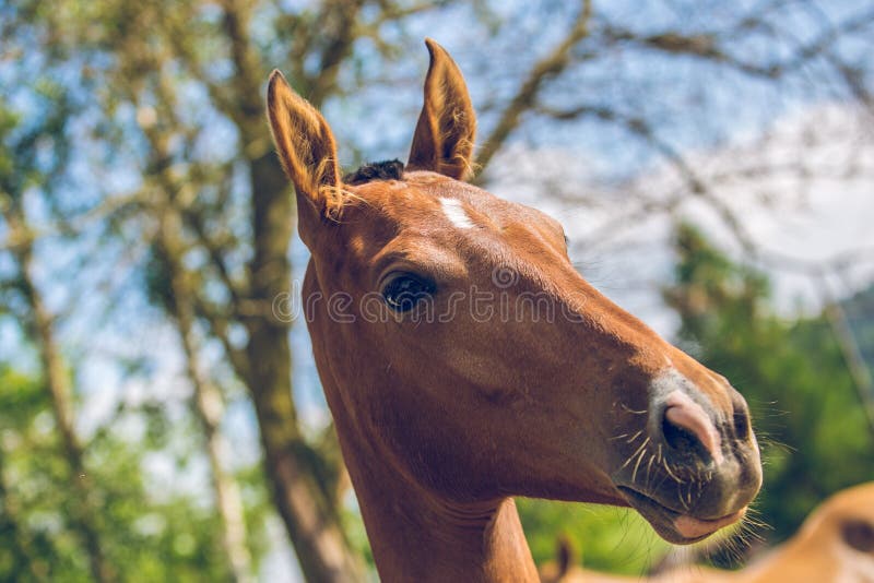 Retrato ascendente próximo do cavalo avermelhado aristocrático novo de Akhal-Teke fotos de stock Retrato ascendente próximo do cavalo avermelhado aristocrático novo de Akhal-Teke fotos de stock