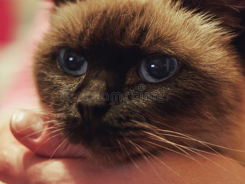 Retrato ascendente próximo do gato siamese foto de stock Retrato ascendente próximo do gato siamese foto de stock