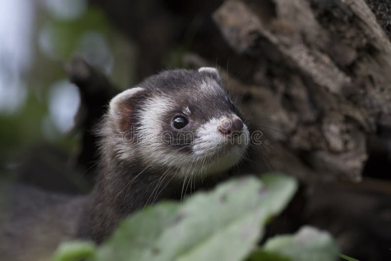 Doninha-lista retrato aproximado com fundo imagem de stock