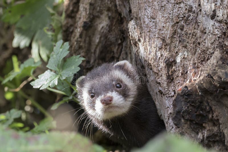 Doninha-lista retrato aproximado junto a um tronco de caça imagem de stock royalty free