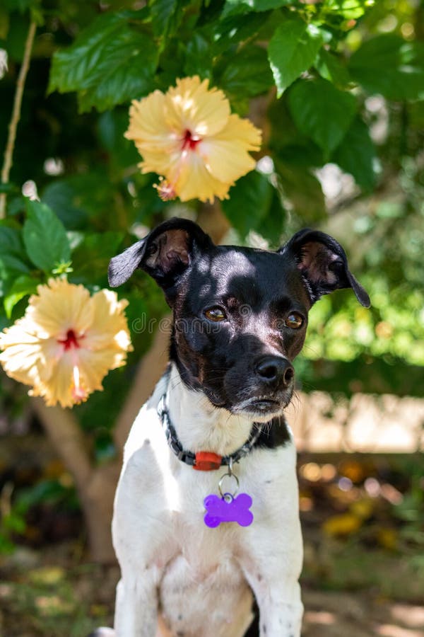 Retrato bonito da mola do cão preto adorável no parque de florescência, flor cor-de-rosa de Terrier do brasileiro do hibiscus no fotos de stock Retrato bonito da mola do cão preto adorável no parque de florescência, flor cor-de-rosa de Terrier do brasileiro do hibiscus no fotos de stock