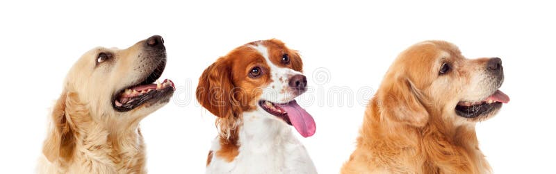 Retrato bonito de três cães que olham acima foto de stock Retrato bonito de três cães que olham acima foto de stock