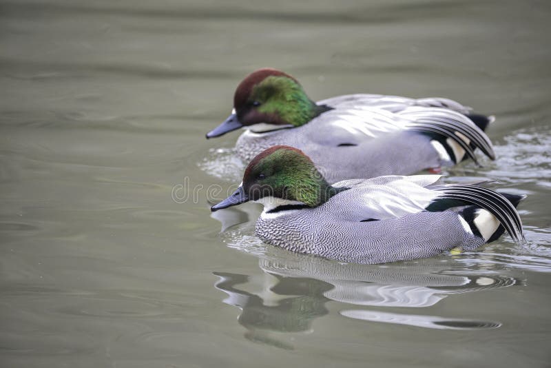 Retrato bonito do pássaro de Falcated Duck Anas Falcata na água mim foto de stock Retrato bonito do pássaro de Falcated Duck Anas Falcata na água mim foto de stock