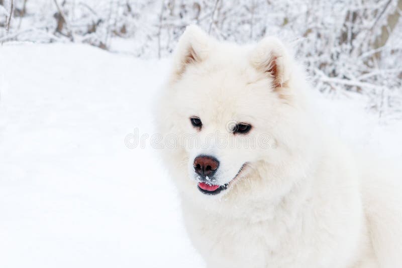 Retrato branco do close-up do cão do Samoyed na floresta do inverno imagens de stock royalty free Retrato branco do close-up do cão do Samoyed na floresta do inverno imagens de stock royalty free