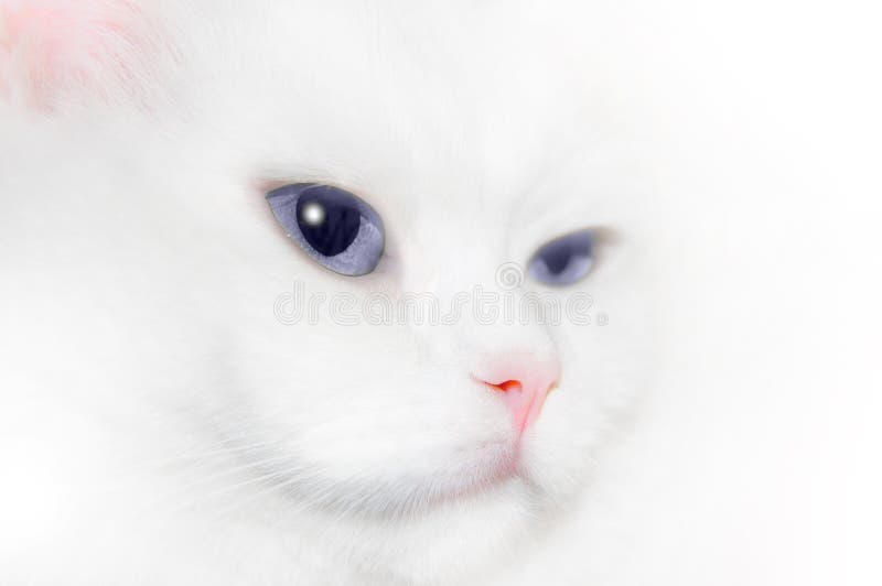 Orelhas De Gato No Fundo Branco Imagem de Stock - Imagem de animal,  tabuleiro: 77480543