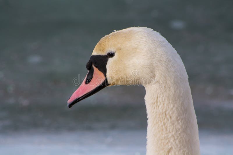 Retrato branco do pássaro da cisne fotografia de stock royalty free Retrato branco do pássaro da cisne fotografia de stock royalty free