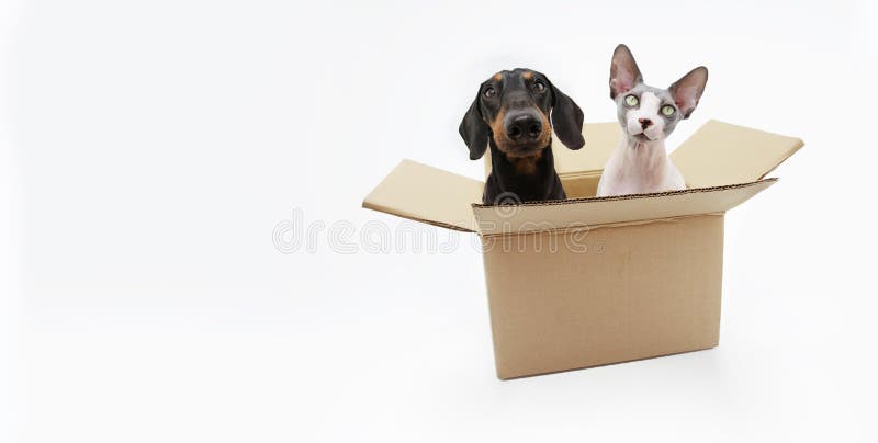 Retrato caja de mascotas graciosas. perro de esfinx y dachshund. aislado en fondo blanco fotografía de archivo libre de regalías