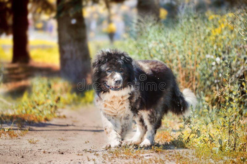 Perro de pastor caucásico foto de archivo. Imagen de perrito - 12516246