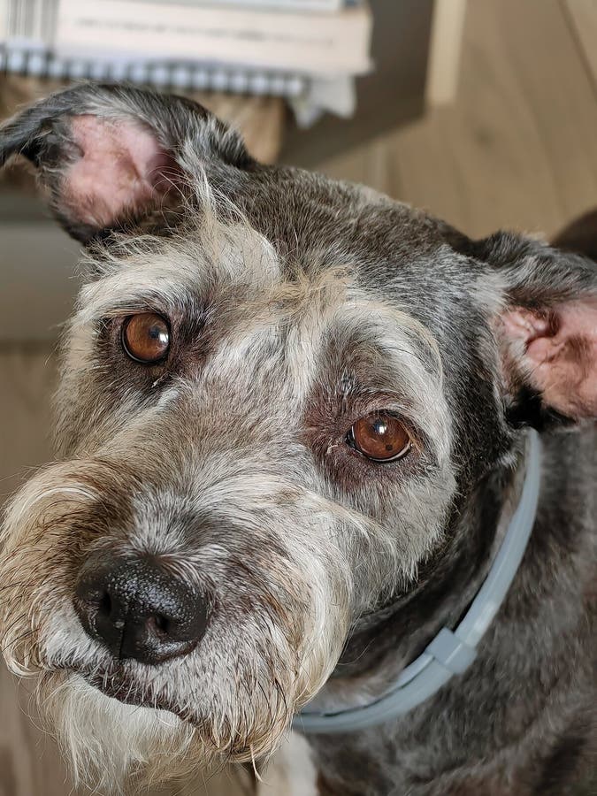 Retrato cinza preto e branco do cão schnauzer olhando para o dono e implorando comida fotos de stock royalty free