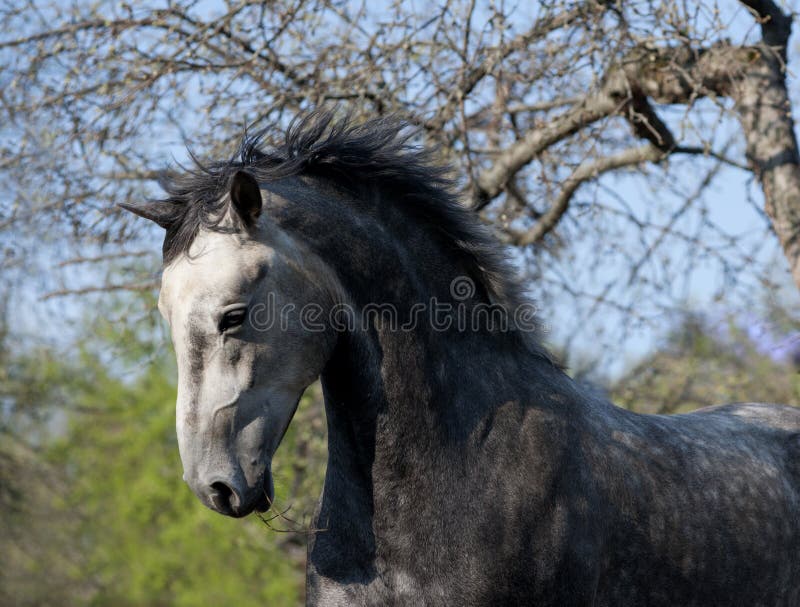 Retrato De Cavalo Da Frente Indo E Olhando Direto Para a Câmera Imagem de  Stock - Imagem de livre, cavalo: 227498407