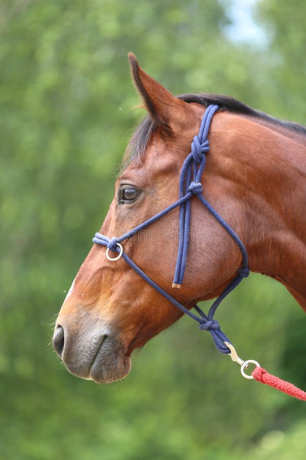 Meia Cara Do Cavalo Branco Que Olha Para a Frente No Salto Da Mostra Ou Na  Competição Do Adestramento, Fundo Verde Do Borrão Imagem de Stock - Imagem  de equestre, vestimenta: 103675209