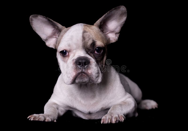 Retrato completo do buldogue francês do corpo no bakcground preto fotografia de stock royalty free Retrato completo do buldogue francês do corpo no bakcground preto fotografia de stock royalty free