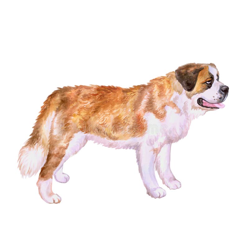Retrato da aquarela do cão vermelho da raça de St Bernard do mastim alpino suíço no fundo branco Animal de estimação doce tirado imagem de stock Retrato da aquarela do cão vermelho da raça de St Bernard do mastim alpino suíço no fundo branco Animal de estimação doce tirado imagem de stock