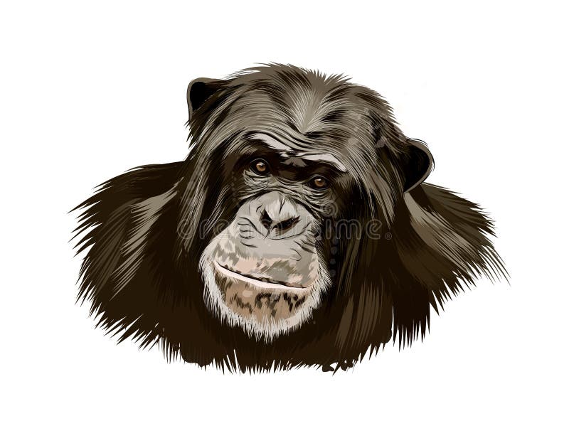 Cabeça de macaco, ilustração realista