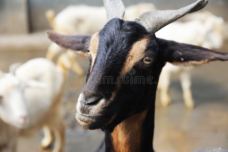 Retrato da cabra