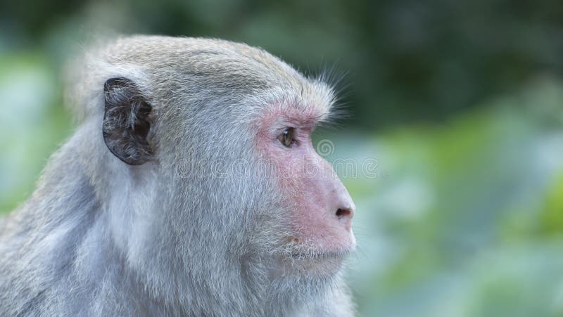 Macacos engraçados imagem de stock. Imagem de macaco - 60568209