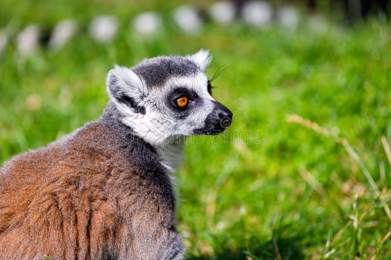 46,202 Fotos de Stock de Macaco De Balanço - Fotos de Stock Gratuitas e Sem  Fidelização a partir da Dreamstime - Página 12