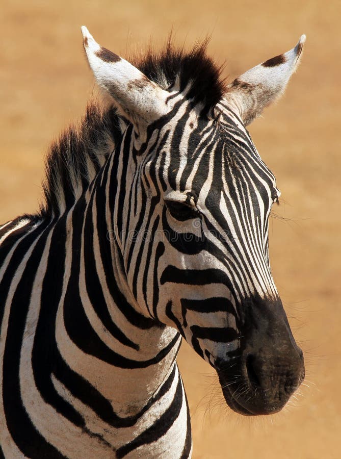 Retrato da zebra fotografia de stock royalty free Retrato da zebra fotografia de stock royalty free