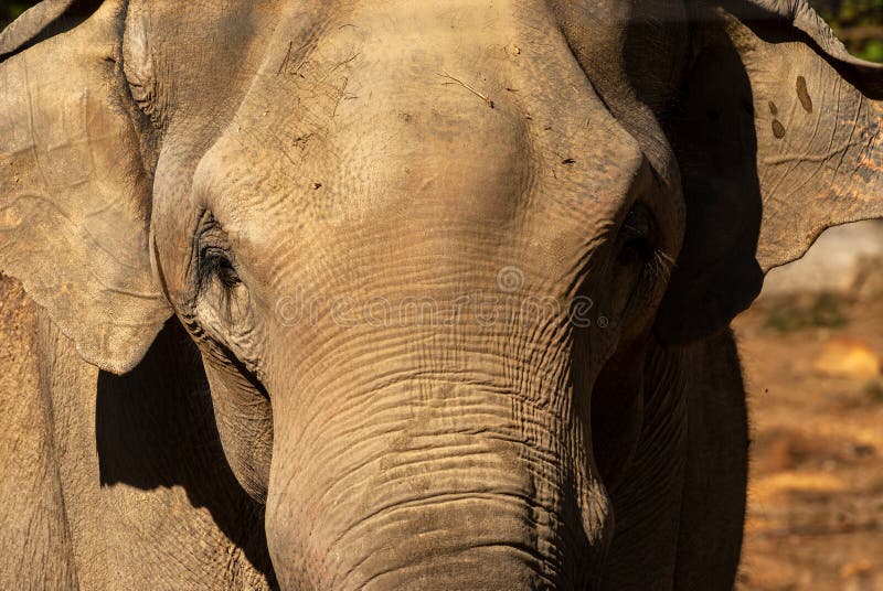 Retrato de abajo arriba cerca de un elefante. El rostro de un animal noble fotos de archivo libres de regalías