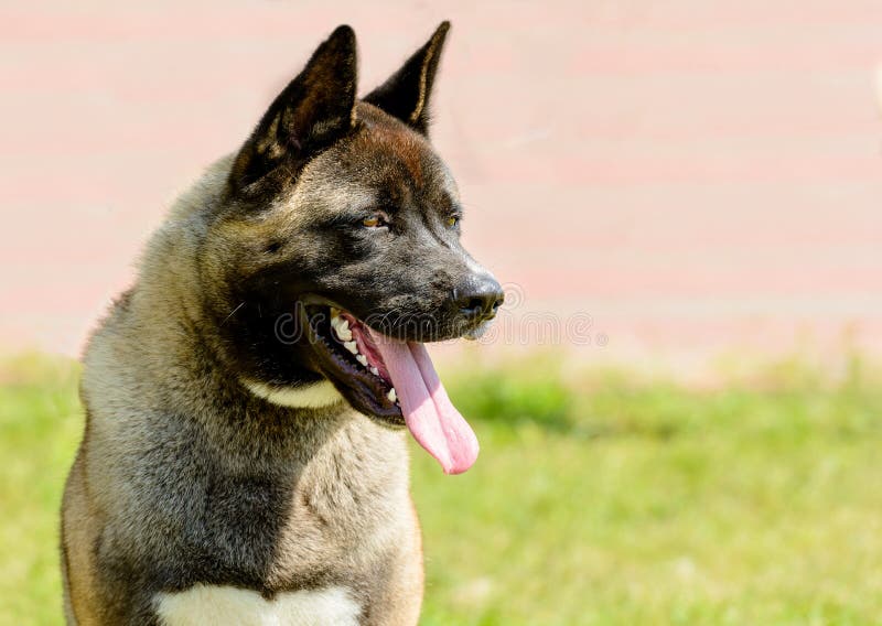 Retrato de akita do americano foto de stock Retrato de akita do americano foto de stock
