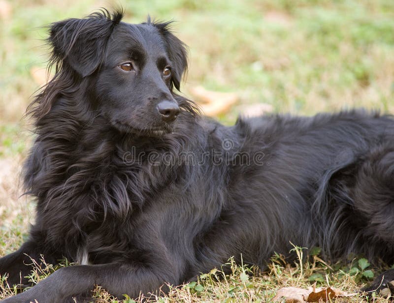 Retrato de border collie imagem de stock royalty free Retrato de border collie imagem de stock royalty free