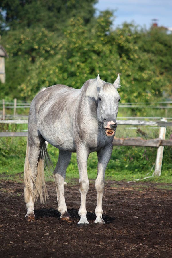 Funny gray horse yawning portrait in summer. Funny gray horse yawning portrait in summer