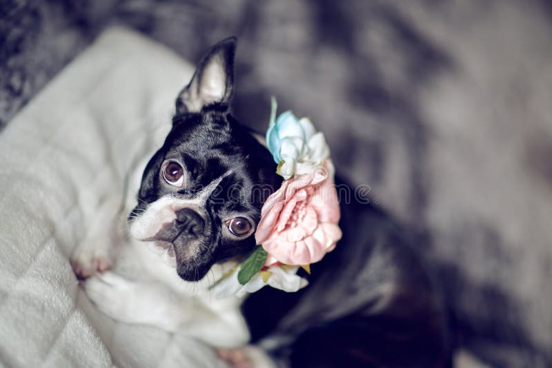 Retrato de Boston Terrier imagem de stock royalty free Retrato de Boston Terrier imagem de stock royalty free