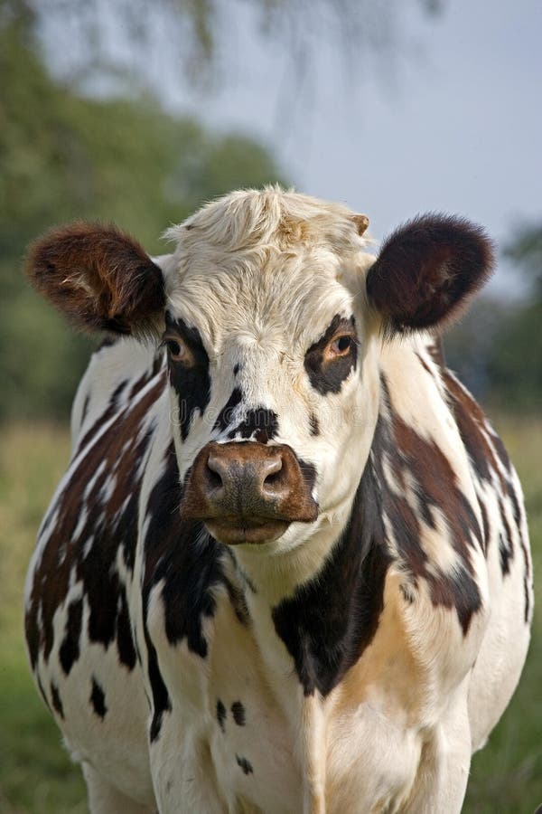 Ganado Normando Con Caballos Troteros Franceses Comiendo Normandía Foto