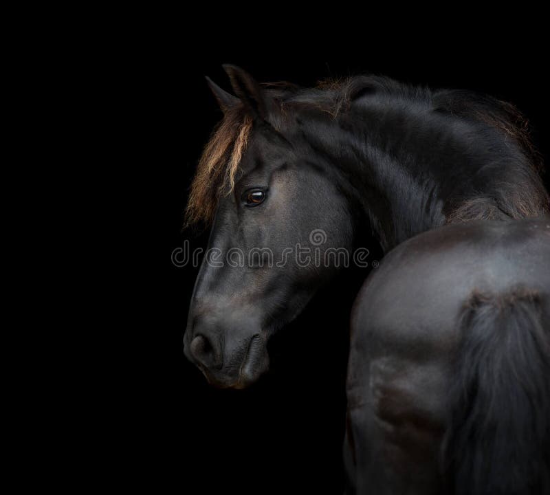Retrato De Caballo Frisón Sobre Fondo Negro Imagen de archivo - Imagen de caballo, miradas: 214594131 Retrato De Caballo Frisón Sobre Fondo Negro Imagen de archivo - Imagen de caballo, miradas: 214594131