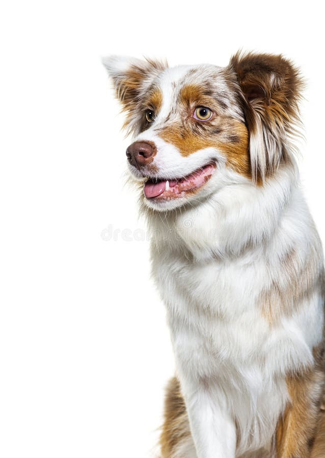 Cão Pastor Australiano Em Pé Diante De Um Fundo Branco Foto de Stock -  Imagem de corte, sozinho: 259976604