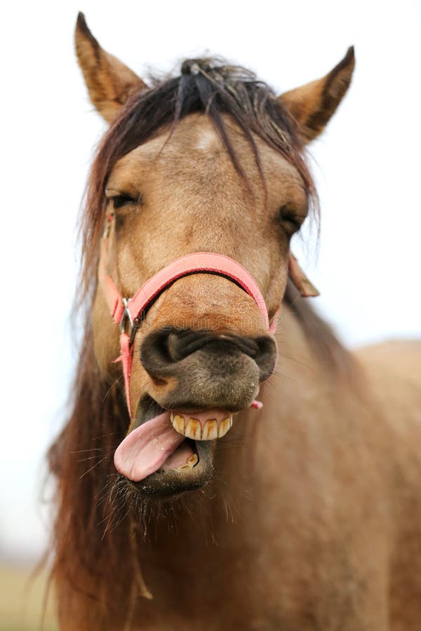 Fundo Narizes Nariz De Cavalo Sorrindo Luz Foto E Imagem Para