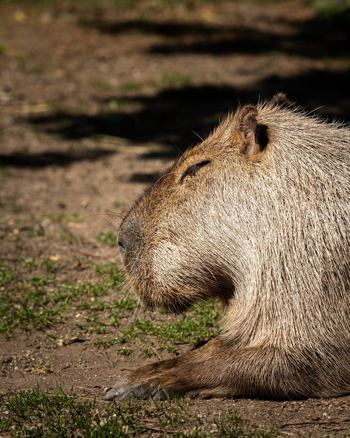 6.100+ Capivara fotos de stock, imagens e fotos royalty-free - iStock