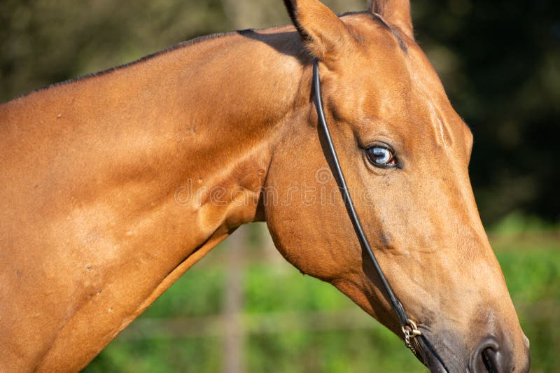 Fundo Cavalo De Frente Para A Câmera Na Frente De Um Estábulo Escuro Fundo,  Foto Do Animal Imagem de plano de fundo para download gratuito