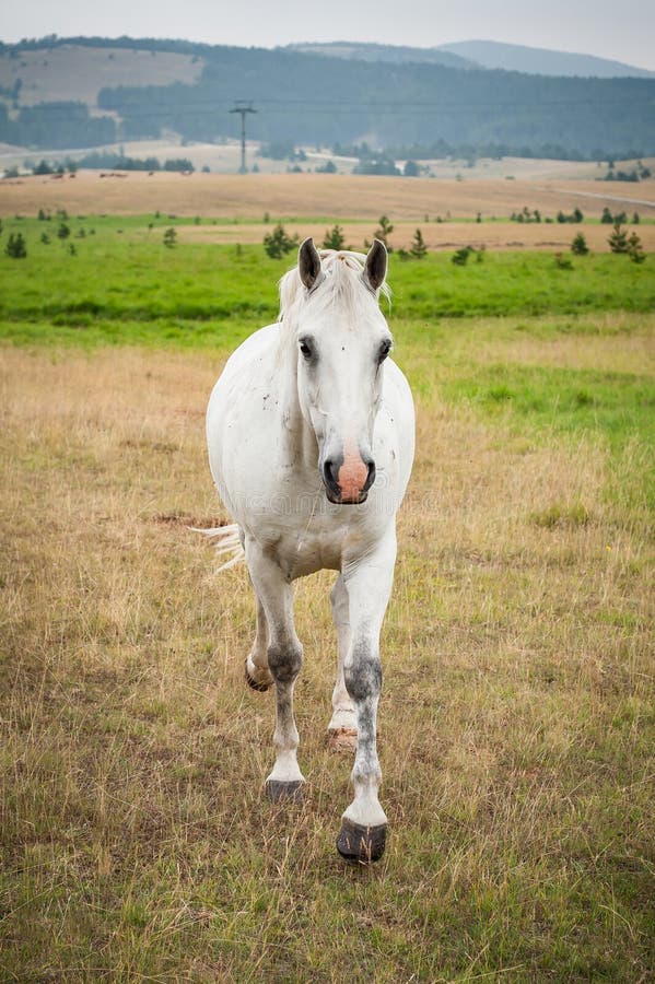 Retrato De Cavalo Da Frente Indo E Olhando Direto Para a Câmera