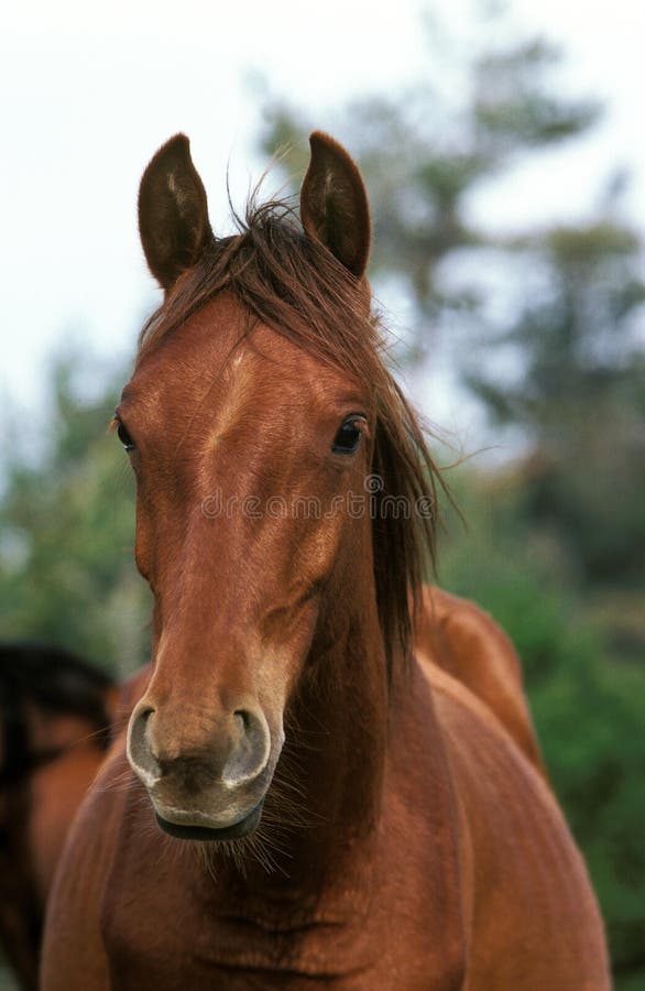 Cavalo De Um Quarto Cinzento Na Frente Do Céu Azul Imagem de Stock - Imagem  de forte, breio: 30679185