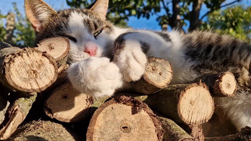 Retrato de cierre de un gato doméstico juguetón descansando al aire libre en un montón de troncos