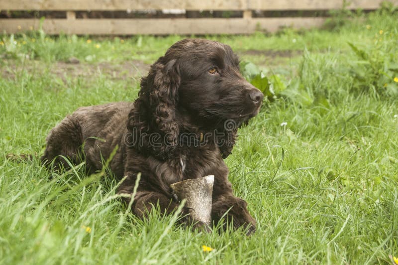 Retrato de cocker spaniel del chocolate foto de archivo Retrato de cocker spaniel del chocolate foto de archivo