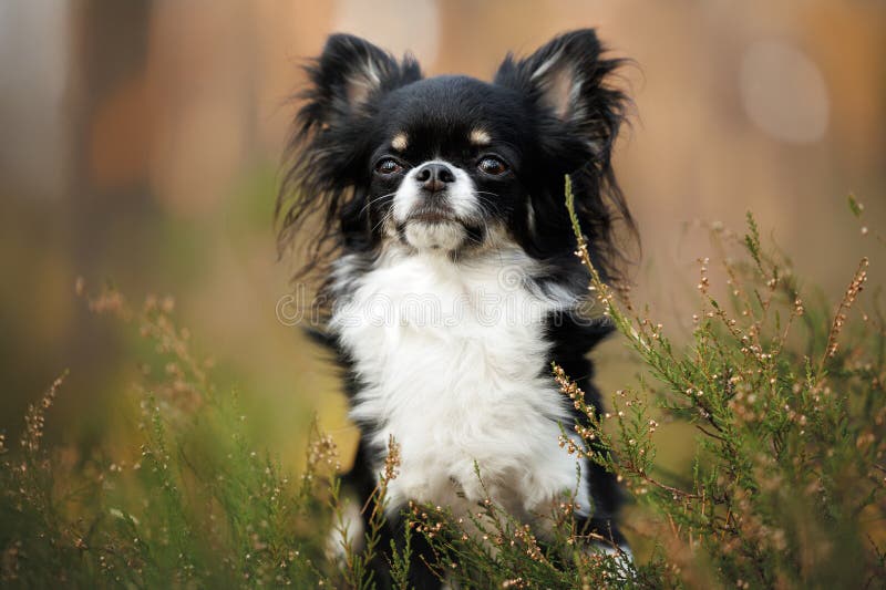 Retrato de cão chihuahua de cabelos longos e fofos em heather no verão fotos de stock